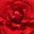 Vörös - Virágágyi floribunda rózsa - Hansestadt Lübeck®